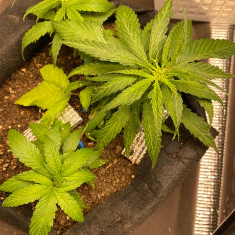 LSDxKD growlog timeline photo