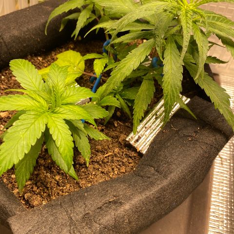 LSDxKD growlog timeline photo