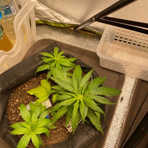 LSDxKD growlog timeline photo