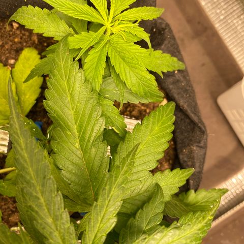 LSDxKD growlog timeline photo