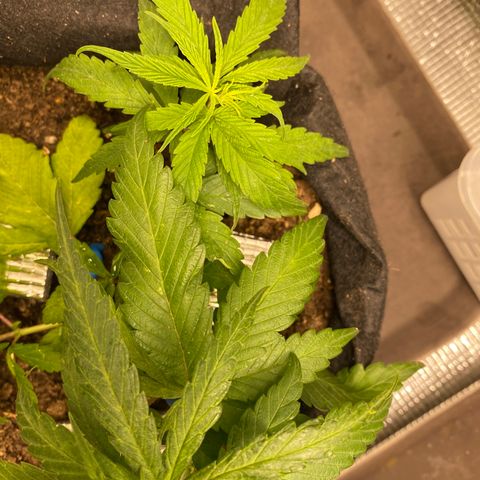 LSDxKD growlog timeline photo