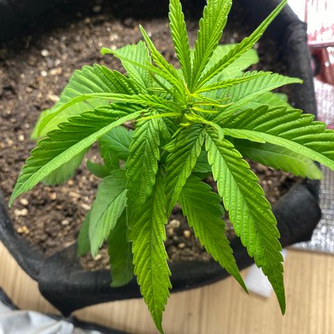 LSDxKD growlog timeline photo