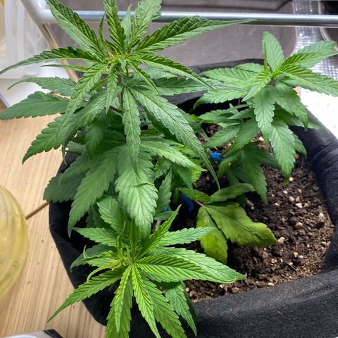 LSDxKD growlog timeline photo
