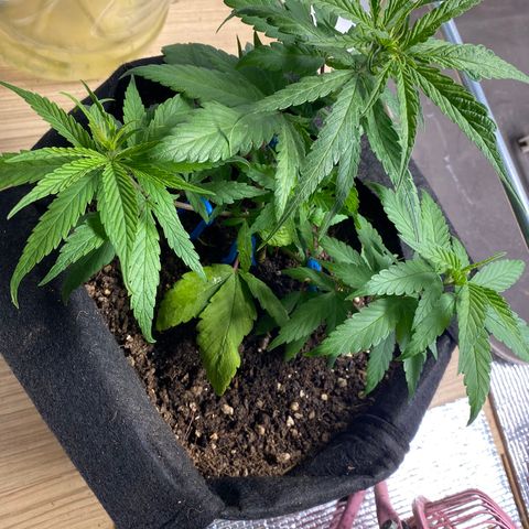LSDxKD growlog timeline photo
