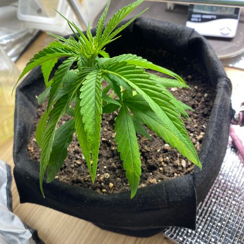 LSDxKD growlog timeline photo