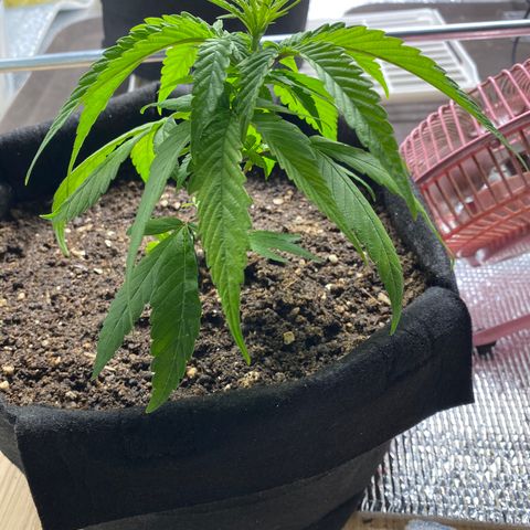 LSDxKD growlog timeline photo