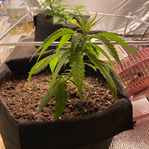 LSDxKD growlog timeline photo