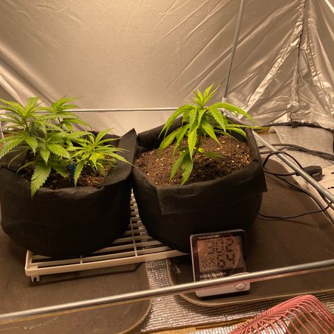 LSDxKD growlog timeline photo