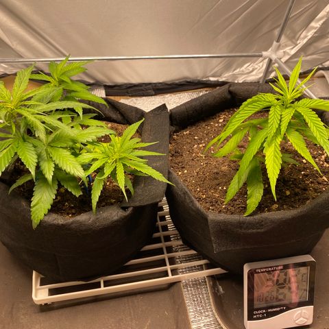 LSDxKD growlog timeline photo