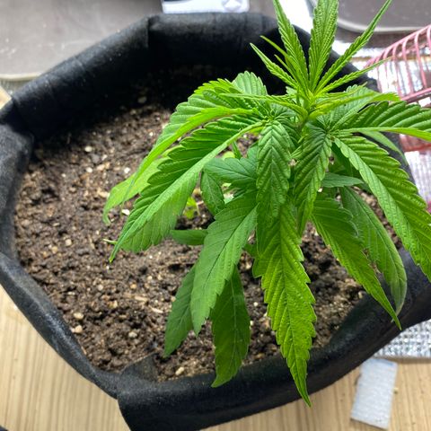 LSDxKD growlog timeline photo