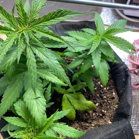 LSDxKD growlog timeline photo