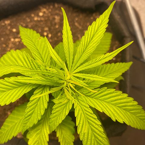 LSDxKD growlog timeline photo