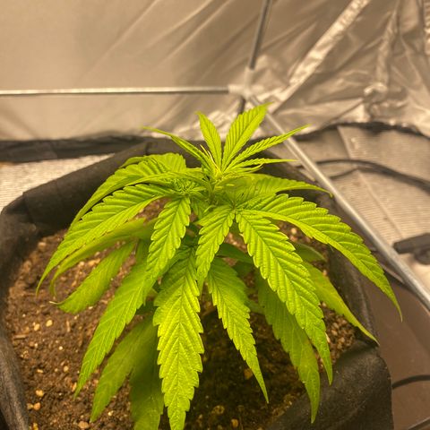 LSDxKD growlog timeline photo