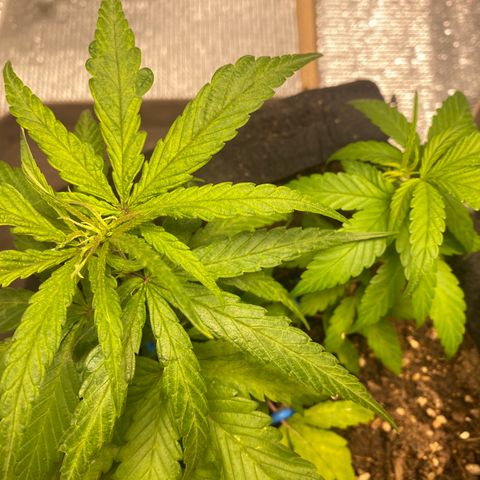 LSDxKD growlog timeline photo