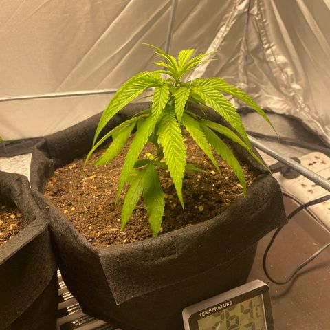 LSDxKD growlog timeline photo