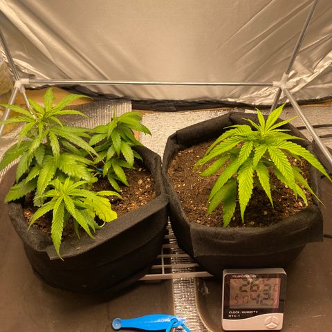 LSDxKD growlog timeline photo