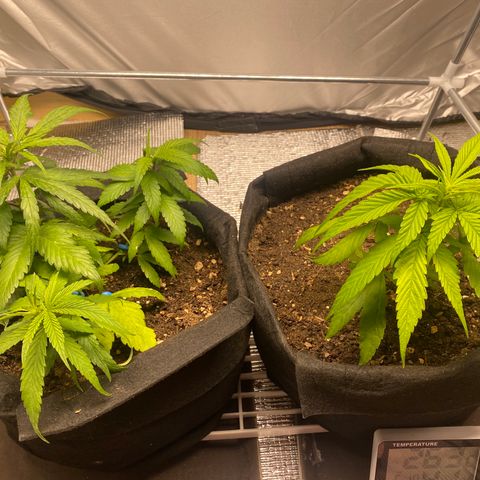 LSDxKD growlog timeline photo