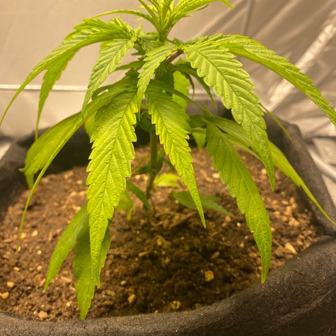 LSDxKD growlog timeline photo