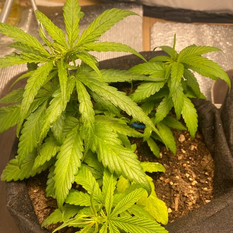 LSDxKD growlog timeline photo