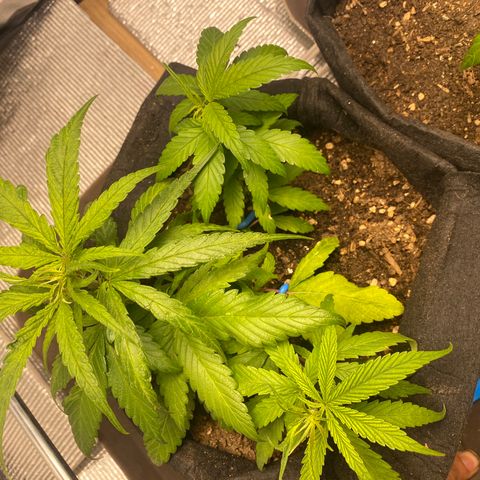 LSDxKD growlog timeline photo