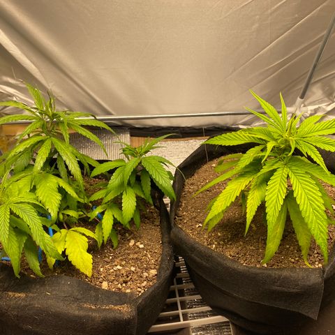 LSDxKD growlog timeline photo