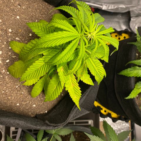 LSDxKD growlog timeline photo