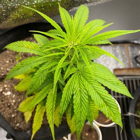 LSDxKD growlog photo: 21 cm