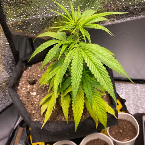 LSDxKD growlog photo: 21 cm