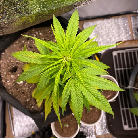 LSDxKD growlog photo: 21 cm