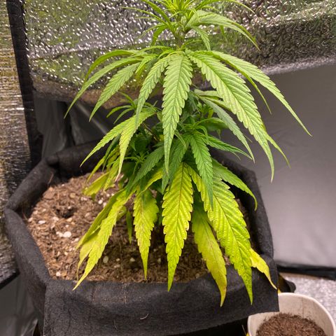 LSDxKD growlog photo: 21 cm
