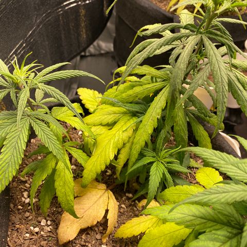 LSDxKD growlog photo: 17 cm , 13 cm