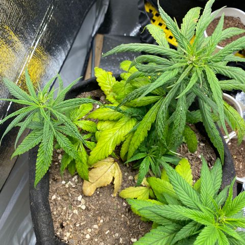 LSDxKD growlog photo: 17 cm , 13 cm