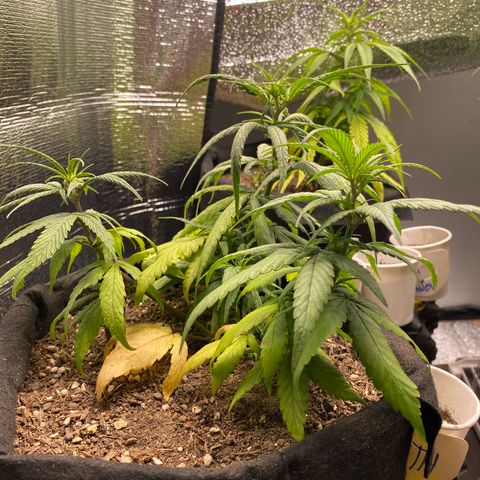 LSDxKD growlog photo: 17 cm , 13 cm