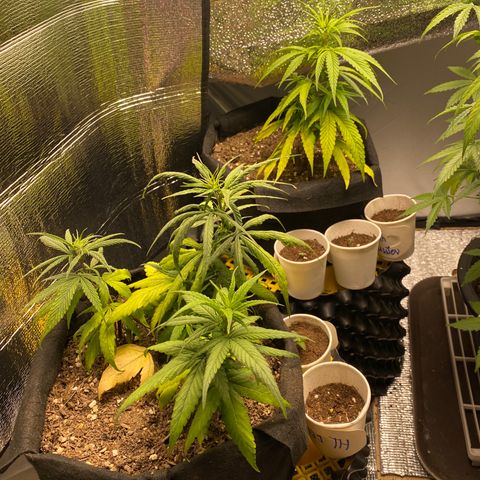 LSDxKD growlog photo: 17 cm , 13 cm