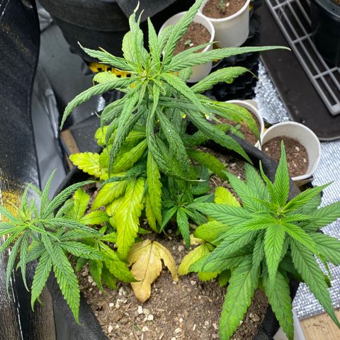 LSDxKD growlog photo: 17 cm , 13 cm