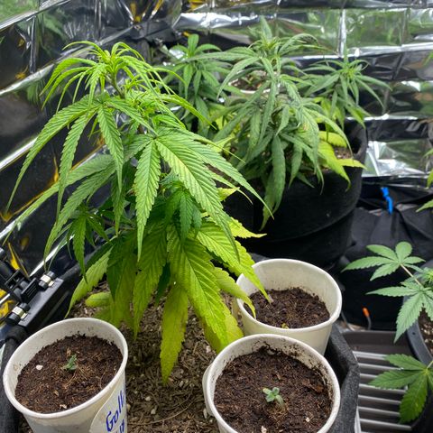 LSDxKD growlog timeline photo