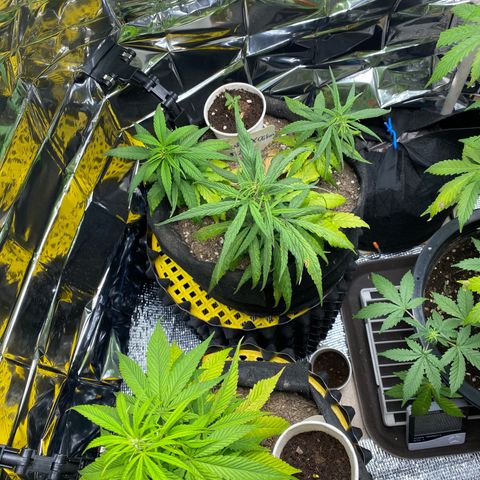 LSDxKD growlog timeline photo