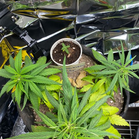 LSDxKD growlog timeline photo