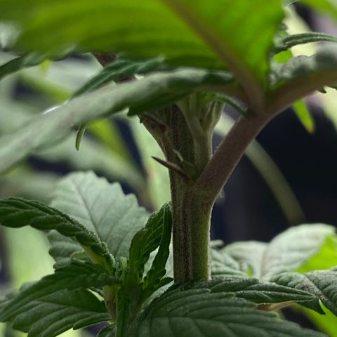 LSDxKD growlog timeline photo