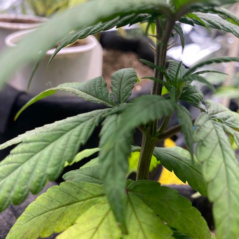 LSDxKD growlog timeline photo