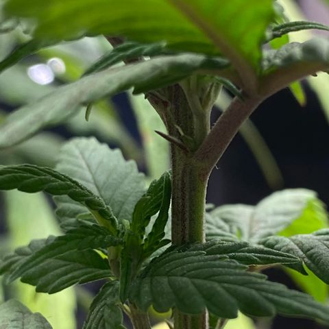 LSDxKD growlog timeline photo