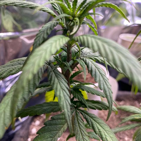 LSDxKD growlog timeline photo