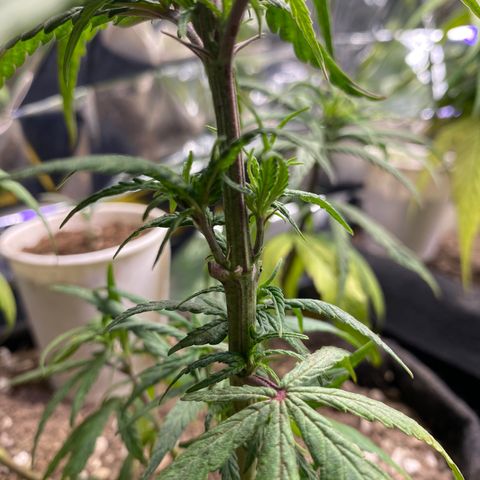 LSDxKD growlog timeline photo