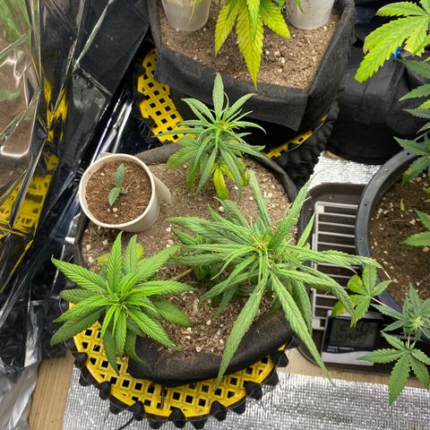 LSDxKD growlog timeline photo