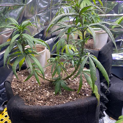 LSDxKD growlog timeline photo