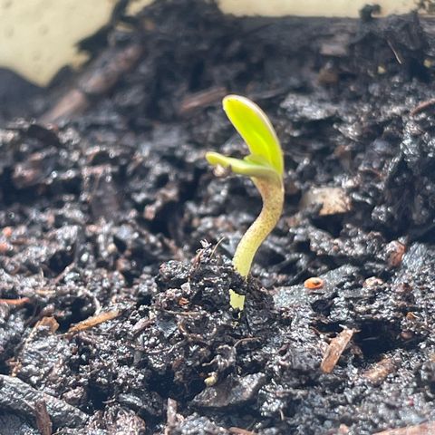 Sherbert growlog timeline photo