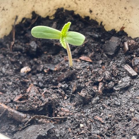 Sherbert growlog timeline photo