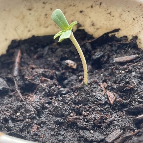 Sherbert growlog timeline photo