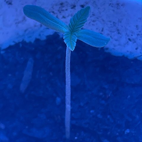 Sherbert growlog photo: Aufgrund von schlechtem Wetter kam der Sämling in ein Set up für die Vegetationsphase.