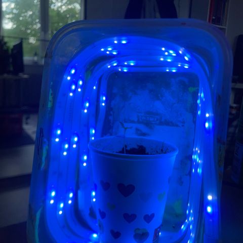 Sherbert growlog photo: Aufgrund von schlechtem Wetter kam der Sämling in ein Set up für die Vegetationsphase.